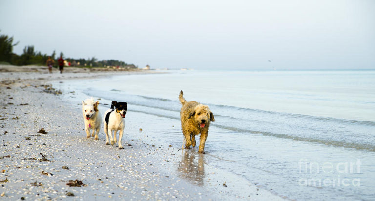 Valentine's Day Gifts For Pets: Beach Walk