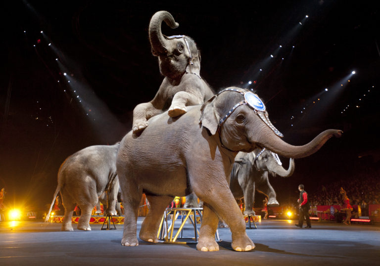 Ringling Bros. Barnum Bailey Circus Nassau Coliseum 2014