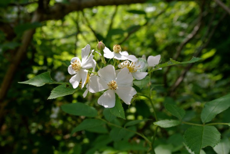 Discover Long Island: The Long Island Greenbelt Trail sunken meadow park green belt trail