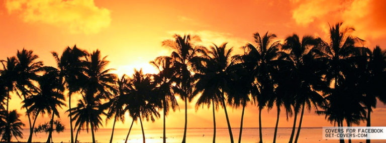 Summer palm trees summer