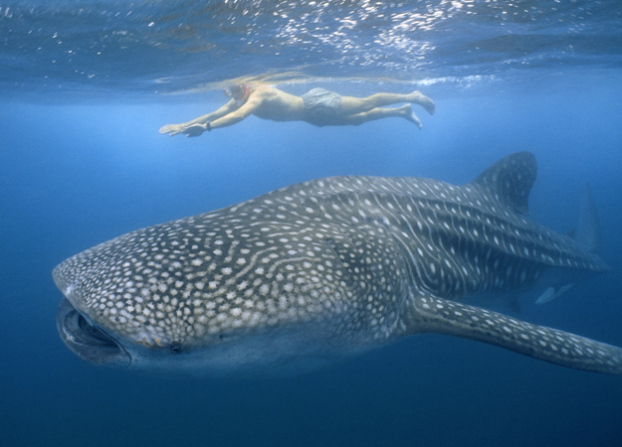 Insane Whale Shark Crash Attack!