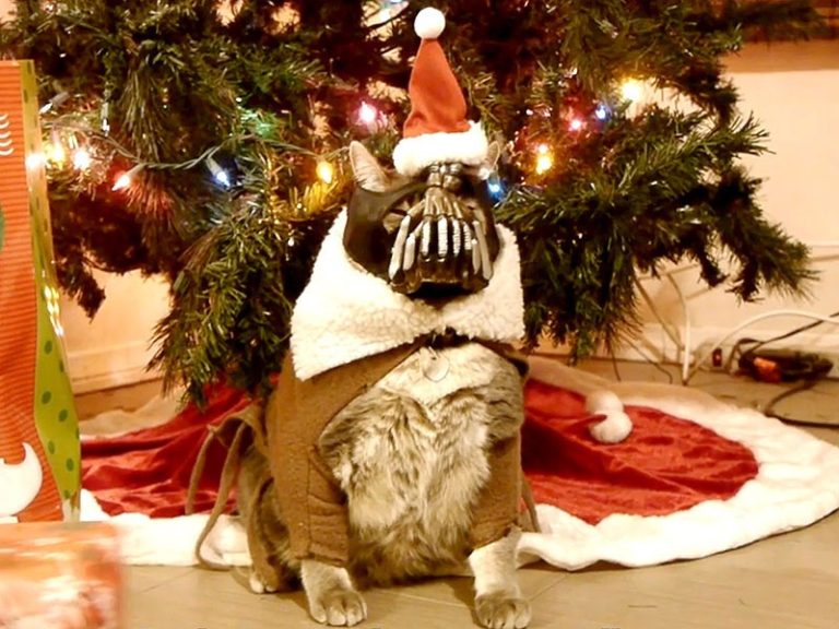 Christmas with BaneCat!